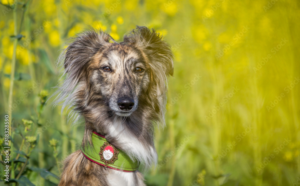 Fototapeta premium Silken Windsprite im Rapsfeld