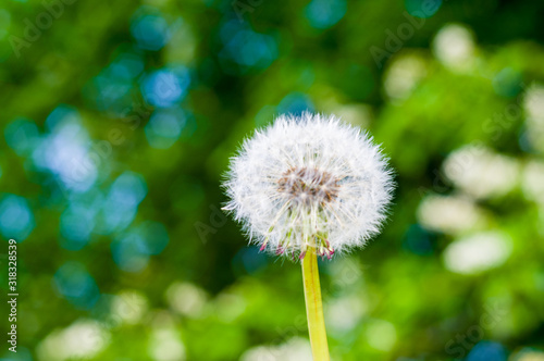 Fototapeta Naklejka Na Ścianę i Meble -  Dandelion seeds in sunlight on spring green background, macro, close-up