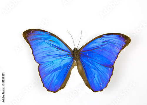 Morpho Menelaus butterfly isolated on a white background. The idea of the design concept with copy space to add text. Animals, insects. © Victor1153