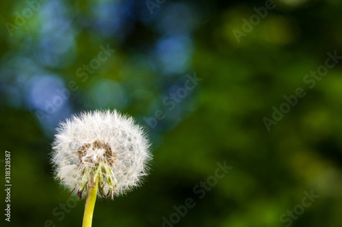 Dandelion seeds in sunlight on spring green background  macro  close-up