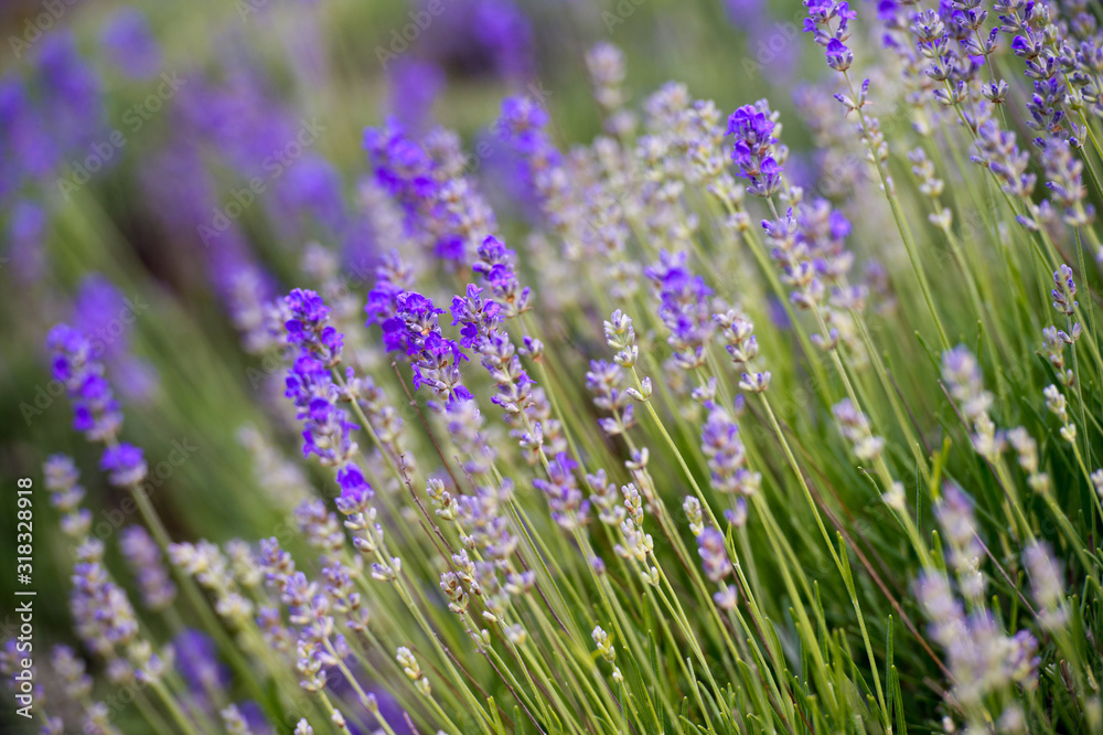 Lavender Field in the summer. Aromatherapy. Nature Cosmetics.