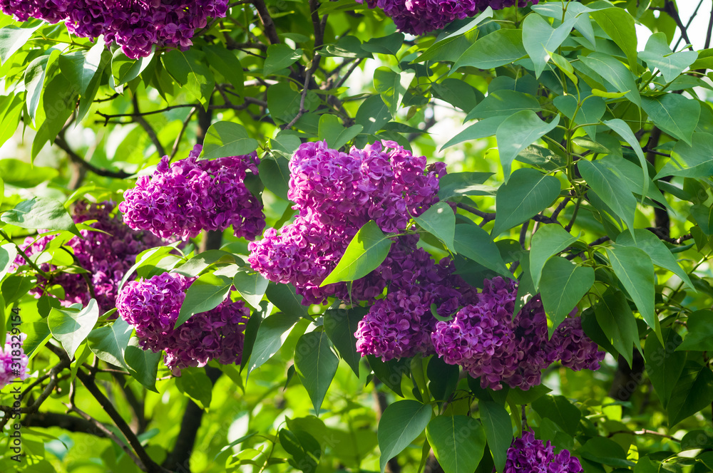 Branch with spring blossoms pink lilac flowers, bright blooming floral background. Branch with spring blossoms pink lilac flowers, bright blooming floral background.