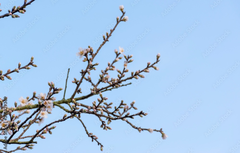 early spring blossom on tree against blue sky early spring blossom on tree against blue sky