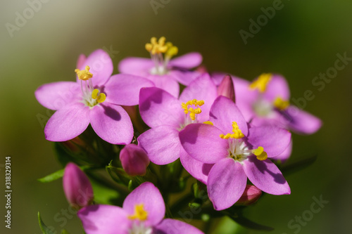 Healing pink Common Centaury flower