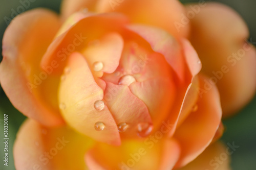 Yellow orange rose flower with waterdrops