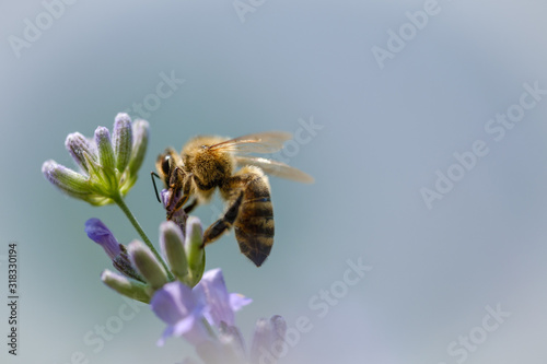 Bee on violet Lavender flower © Vesna