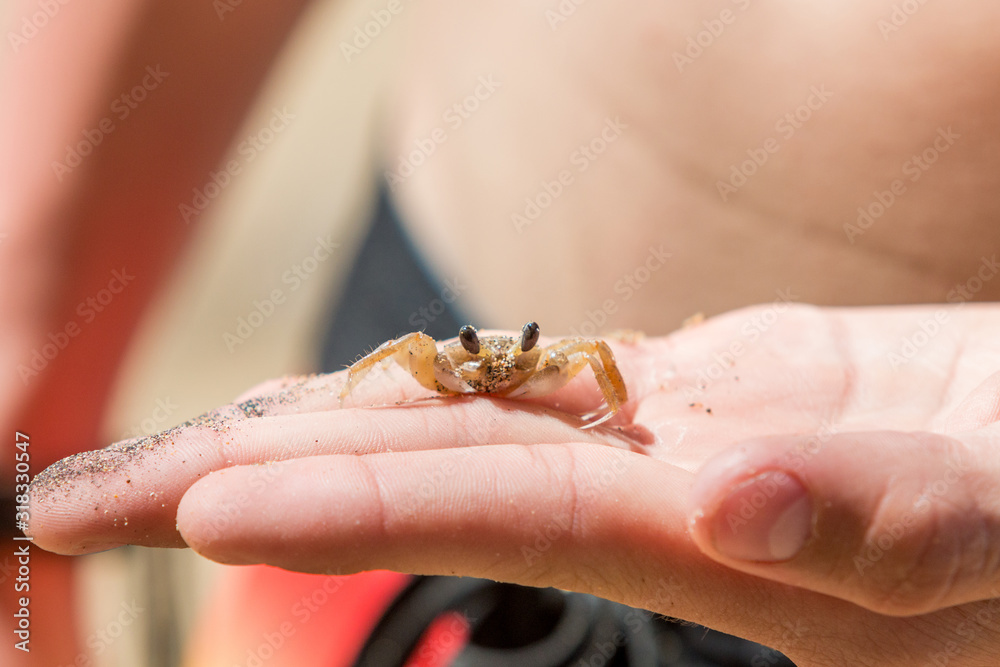 A baby crab in the palm of a young boy's hand.