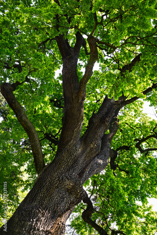 Crown of an old oak tree with green young leaves on a sunny day in the public park.