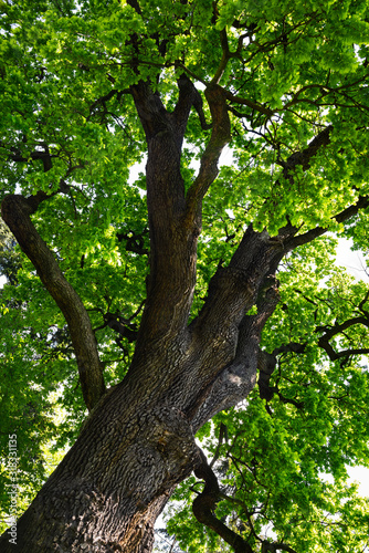 Crown of an old oak tree with green young leaves on a sunny day in the public park.