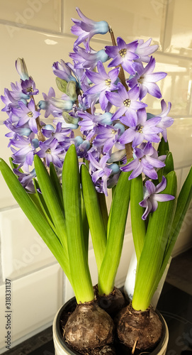 Blue lila hyacinth flower  Hyacinthus orientalis  growing from bulbs