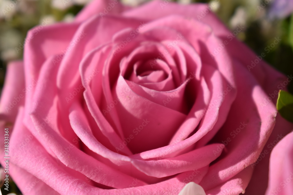 Close up of petals of a beautiful delicate rose with depth of field. Blooming concept. Close up of petals of a beautiful delicate rose with depth of field. Blooming concept.