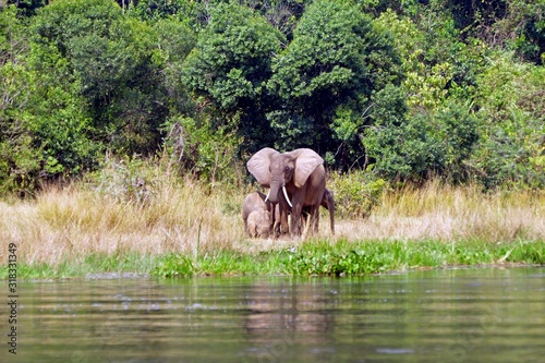 African elephants  Murchison Falls National Park  Uganda