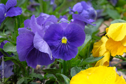 Pansies is blooming in meadow, closeup. Blue and yellow flowers is growing in garden. Landscaping and decoration in spring season.