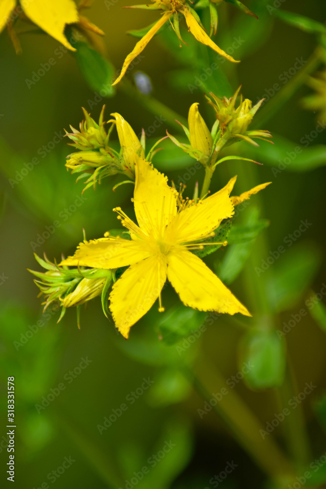 Close up of yellow Hypericum flower on a green out-of-focus background. Macrophotography. Spring concept