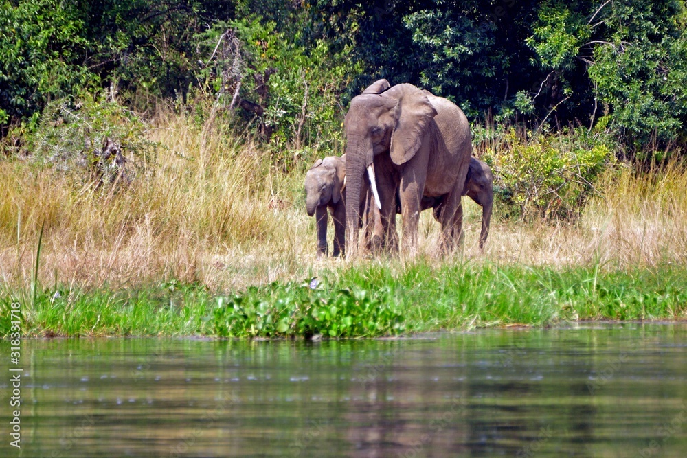 Obraz premium African elephants, Murchison Falls National Park, Uganda