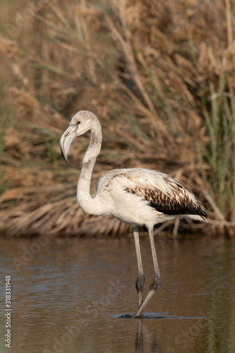 Greater Flamingo at Asker marsh in the morning hours, Asker coast, Bahrain