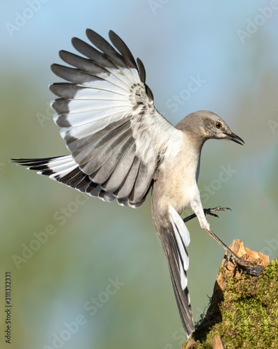 Northern Mockingbirds photo