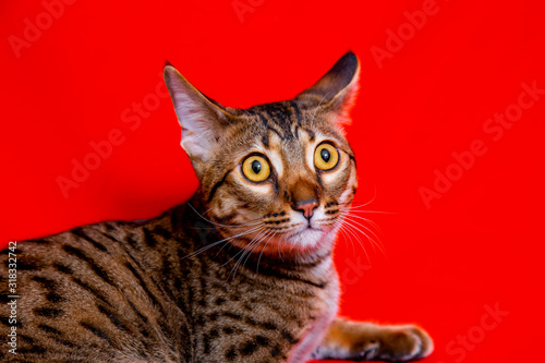 Savannah cat on a red background © Ксения Коломенская