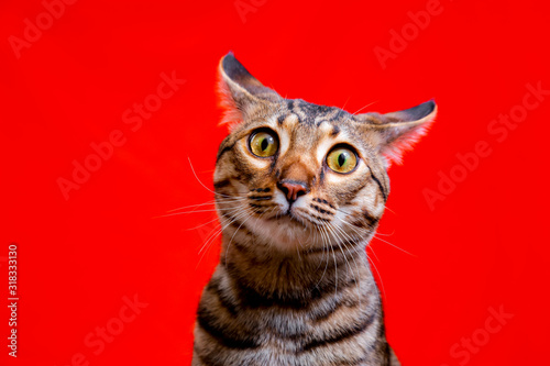 Savannah cat on a red background