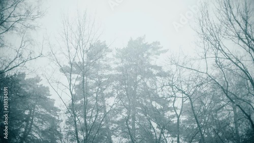 Wallpaper Mural Trees in heavy snow, slow motion shot Torontodigital.ca