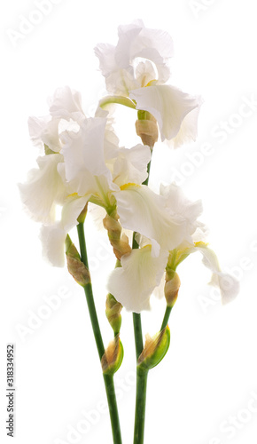 White iris flower.