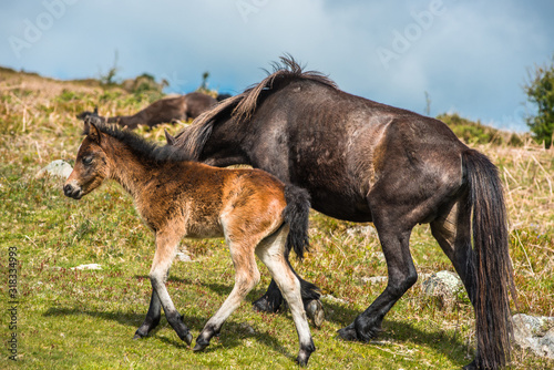 Dartmoor pony foal with mare in front of Haytor rock, Devon, UK. © Andrew