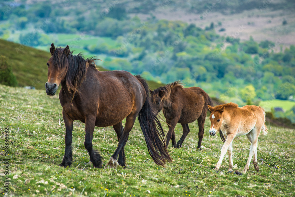 Ponies and young pony foals in Dartmoor National park
