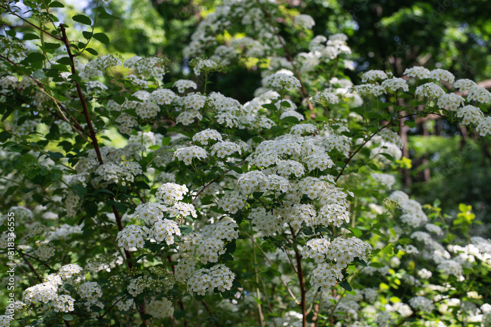 Flowering bush with bared flowers in the shade of trees in the forest zone Flowering bush with bared flowers in the shade of trees in the forest zone