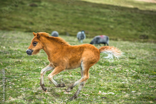 Pony foals in Dartmoor National park, Devon, UK.