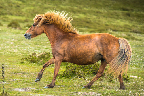 Gallaping pony in Dartmoor National park, Devon, West Country, England, UK.