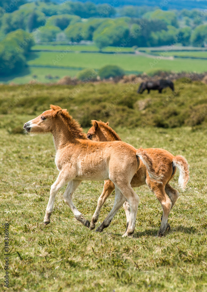 Fototapeta premium Ponies and young pony foals in Dartmoor National park in Devon, UK.