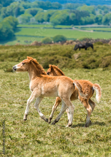 Ponies and young pony foals in Dartmoor National park in Devon, UK.