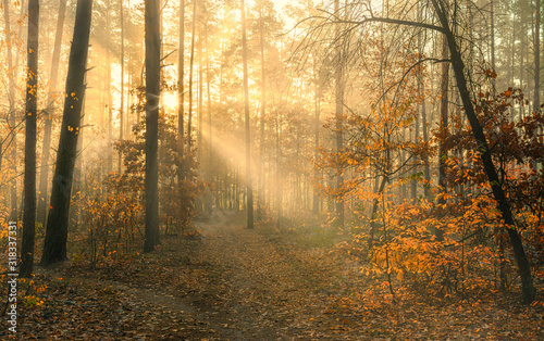 Forest. Good autumn morning. The sun s rays play in the branches of trees. Pleasant walk in the nature.