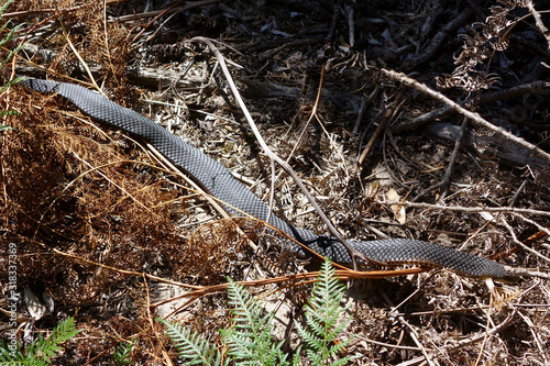 Obraz na plátně A Lowland Copperhead Snake (Austrelaps Superbus) in Narawntapu National Park, Ta