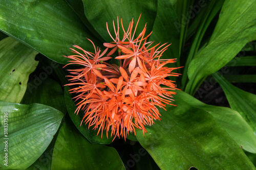 red flower of Scadoxus cinnabarinus plant photo