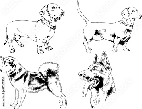 vector drawings sketches pedigree dogs in the racks drawn in ink by hand , objects with no background 