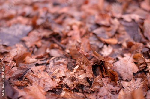 Colorful autumn leaves, a variety of autumn colors.