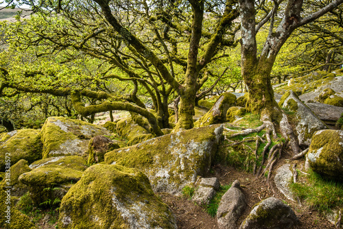 Wistman's Wood Dartmoor, Devon, UK