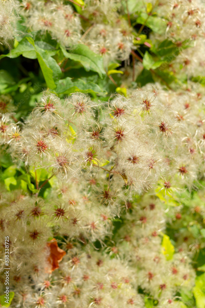 Densely growing Old mans beard or Clematis vitalba or Travellers joy climbing shrub plants with long silky hairy appendages surrounded with green leaves Densely growing Old mans beard or Clematis vitalba or Travellers joy climbing shrub plants with long silky hairy appendages surrounded with green leaves