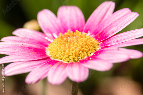 daisy flower close up macro