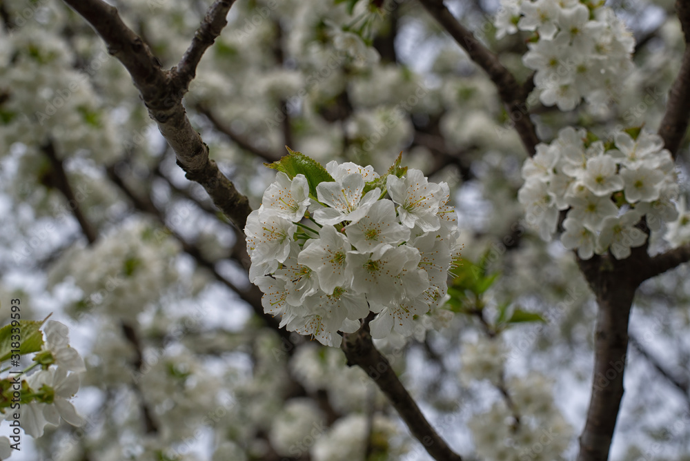 Cherry flowers on a twig in drops after rain