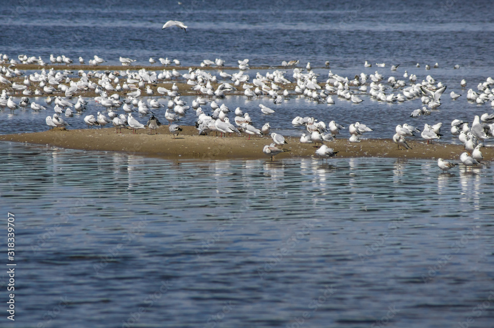 flock of gulls on riverbank flock of gulls on riverbank
