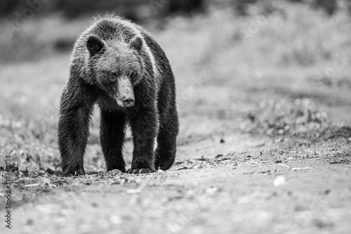 Grizzly taking a walk