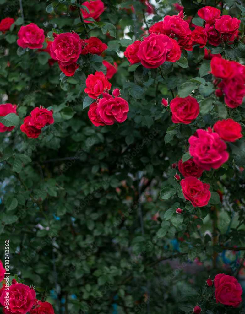 Beautiful roses in garden, roses for Valentine Day.