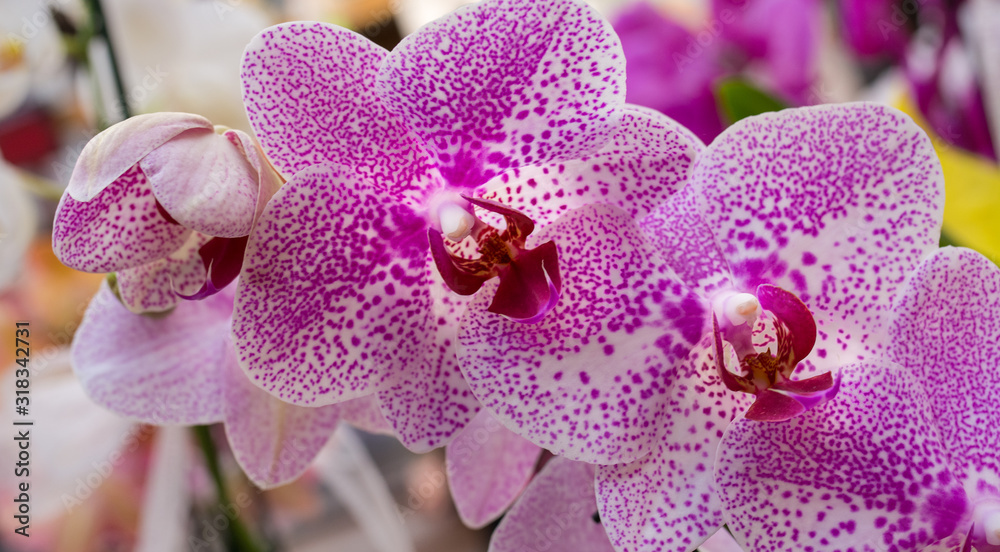 Phalaenopsis Orchid. Pink flowers of orchid Phalaenopsis Orchid. Pink flowers of orchid