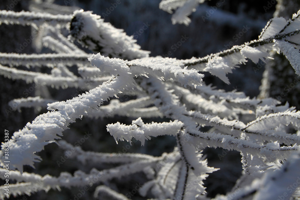 Hoar frost, Ice, Ice crystal, Heuberg, Friedrichroda, Thuringia, Germany, Europe Hoar frost, Ice, Ice crystal, Heuberg, Friedrichroda, Thuringia, Germany, Europe