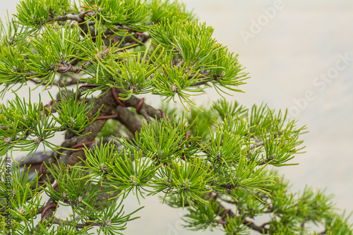 A small bonsai tree. Bonsai Pinus ponderosa (Ponderosa Pine) photo