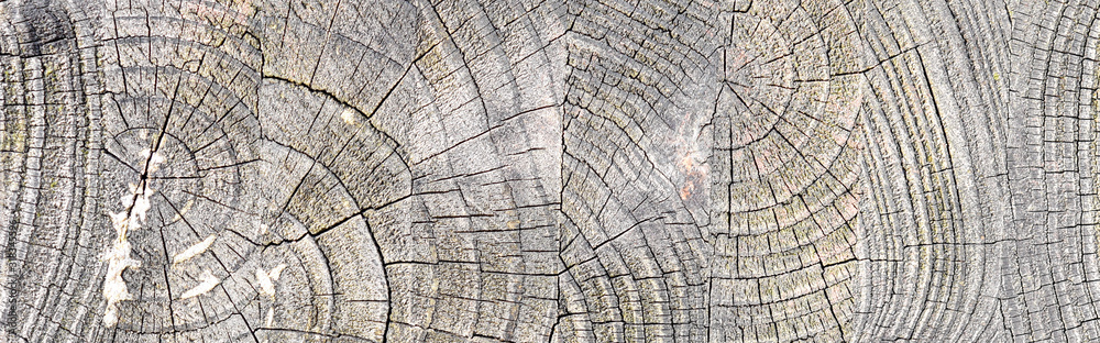 texture of weathered wood texture of weathered wood