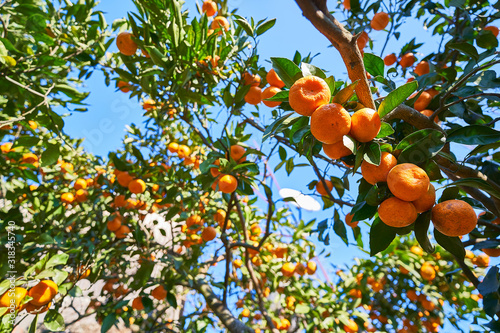 Fotomural Ripe fresh orange citrus tangerines on a branch