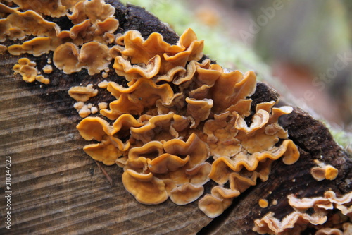 Orange winter fungus toxic mushrooms